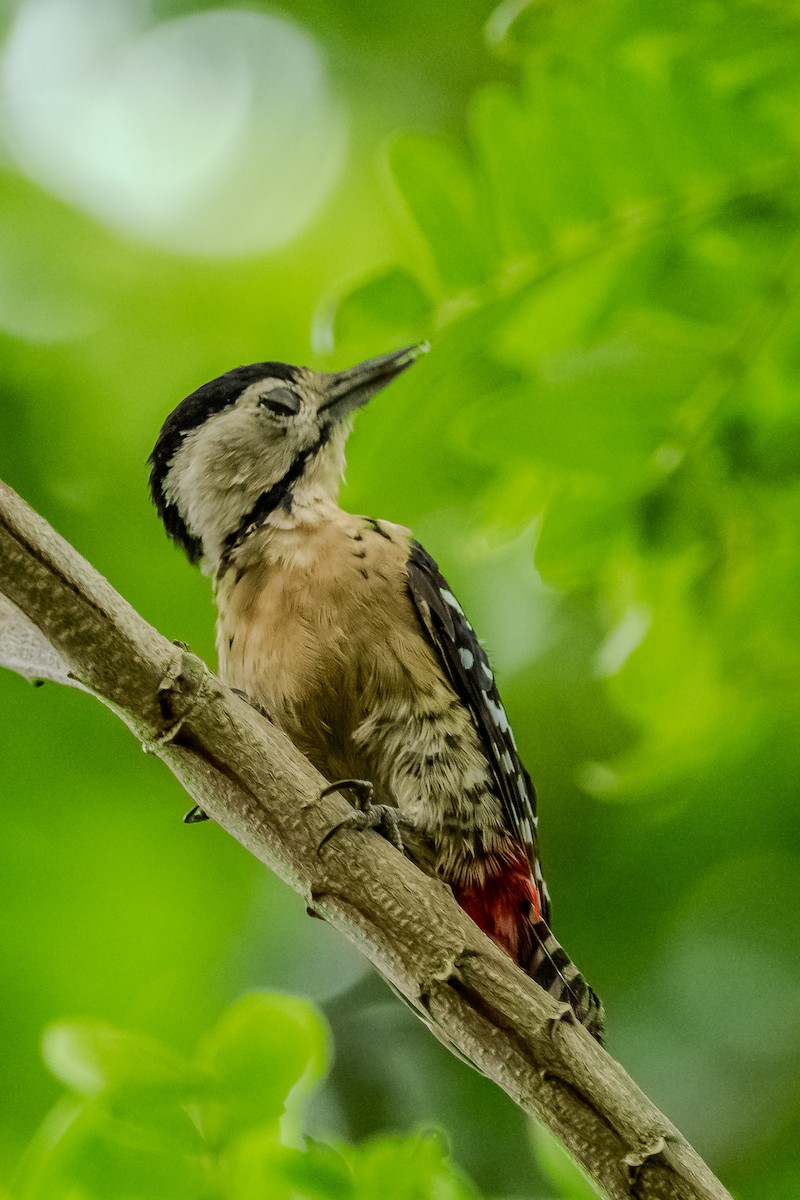 Fulvous-breasted Woodpecker - ML622161822