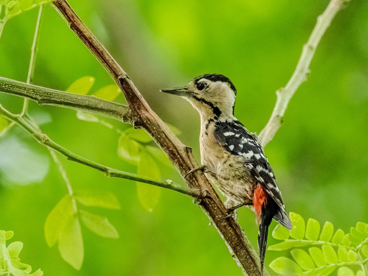 Fulvous-breasted Woodpecker - ML622161824