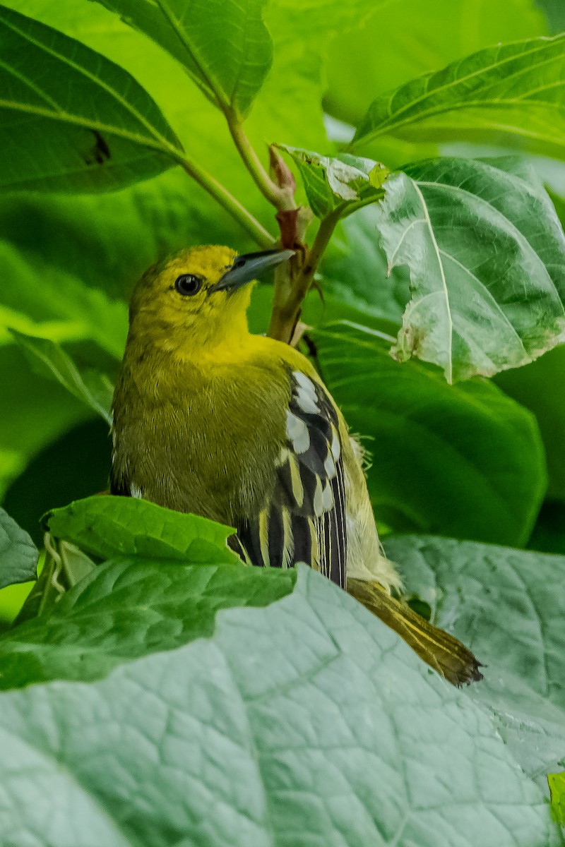 Common Iora - ML622161848