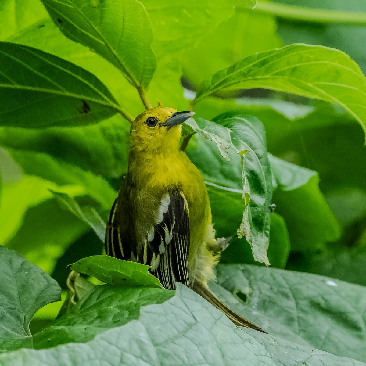Common Iora - ML622161849