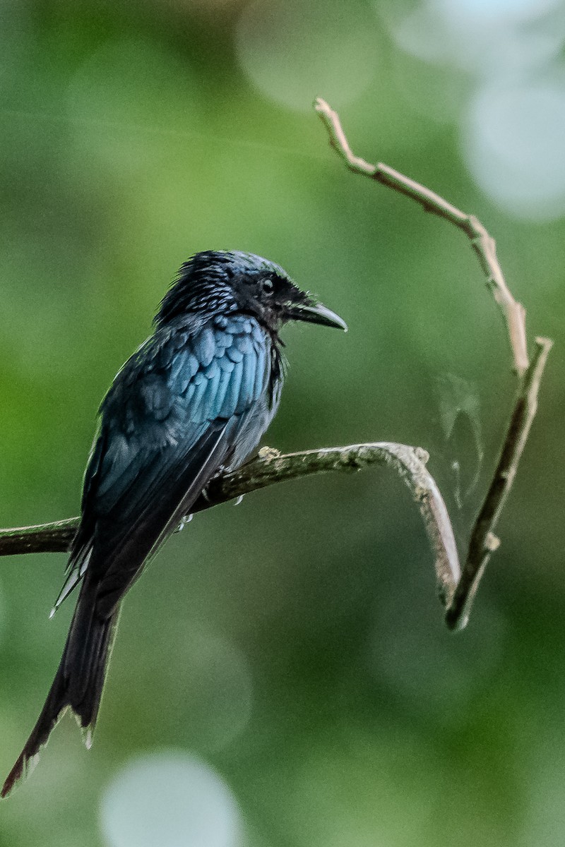 Bronzed Drongo - ML622161851