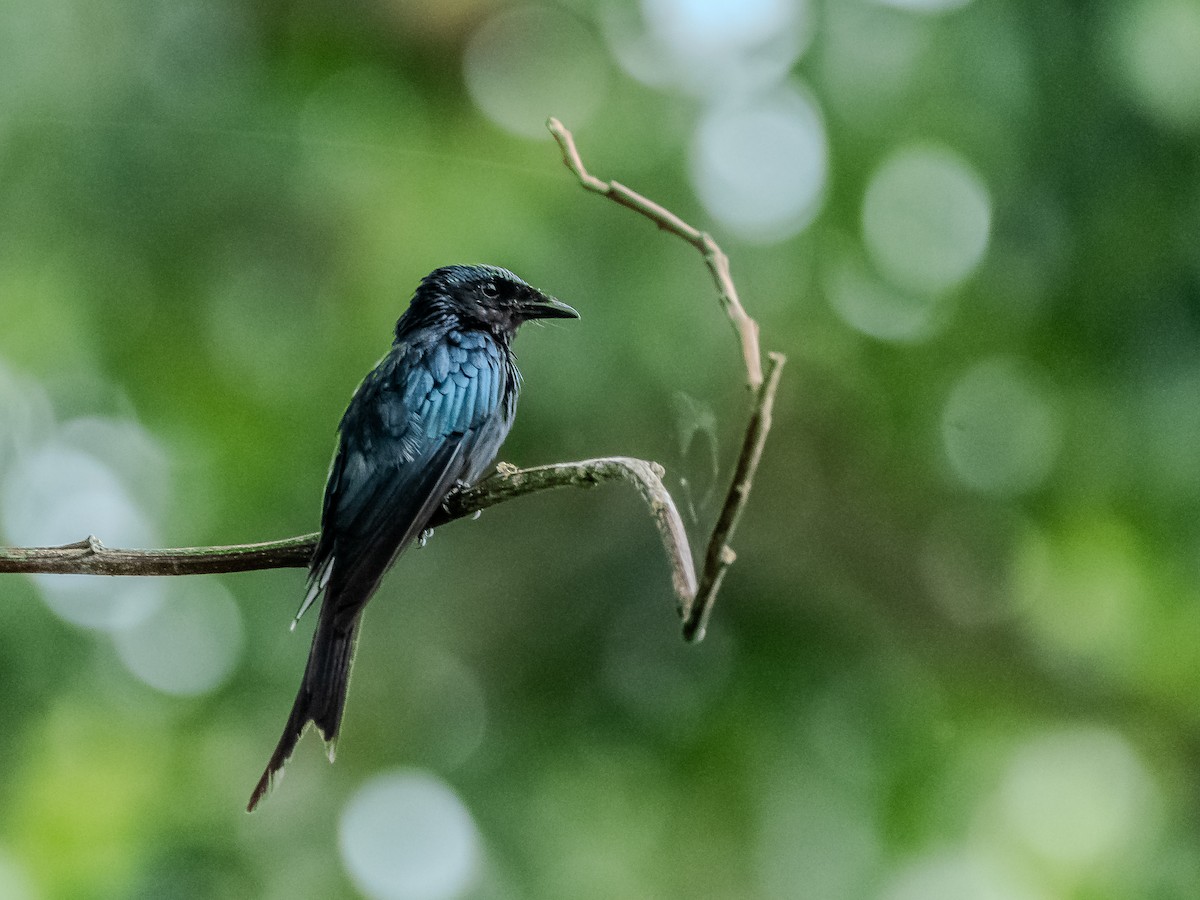 Bronzed Drongo - ML622161852