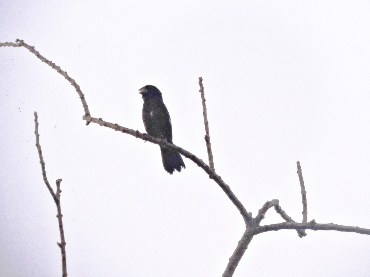 Large-billed Seed-Finch - ML622161882