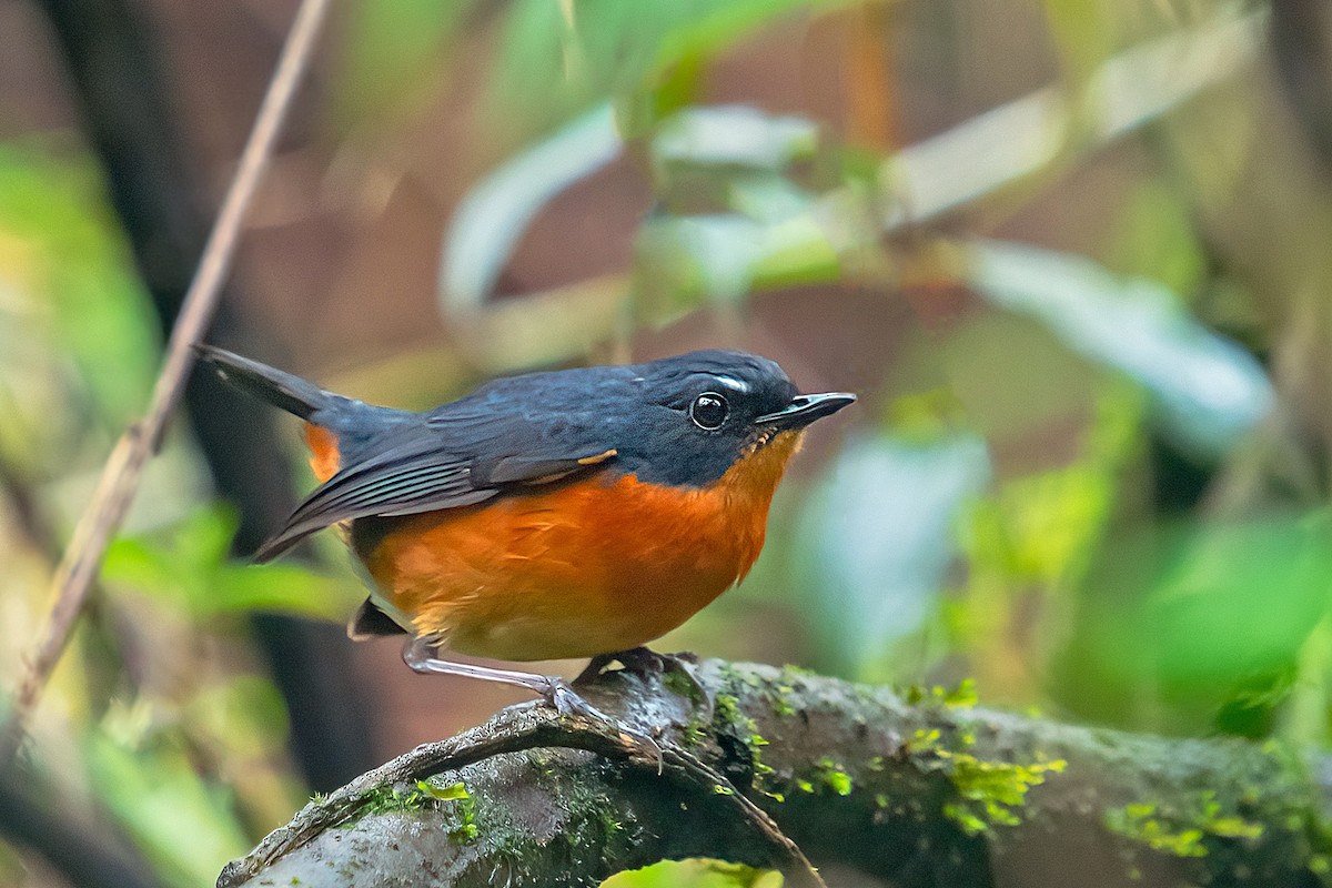 Rusty-bellied Shortwing - Rajkumar Das