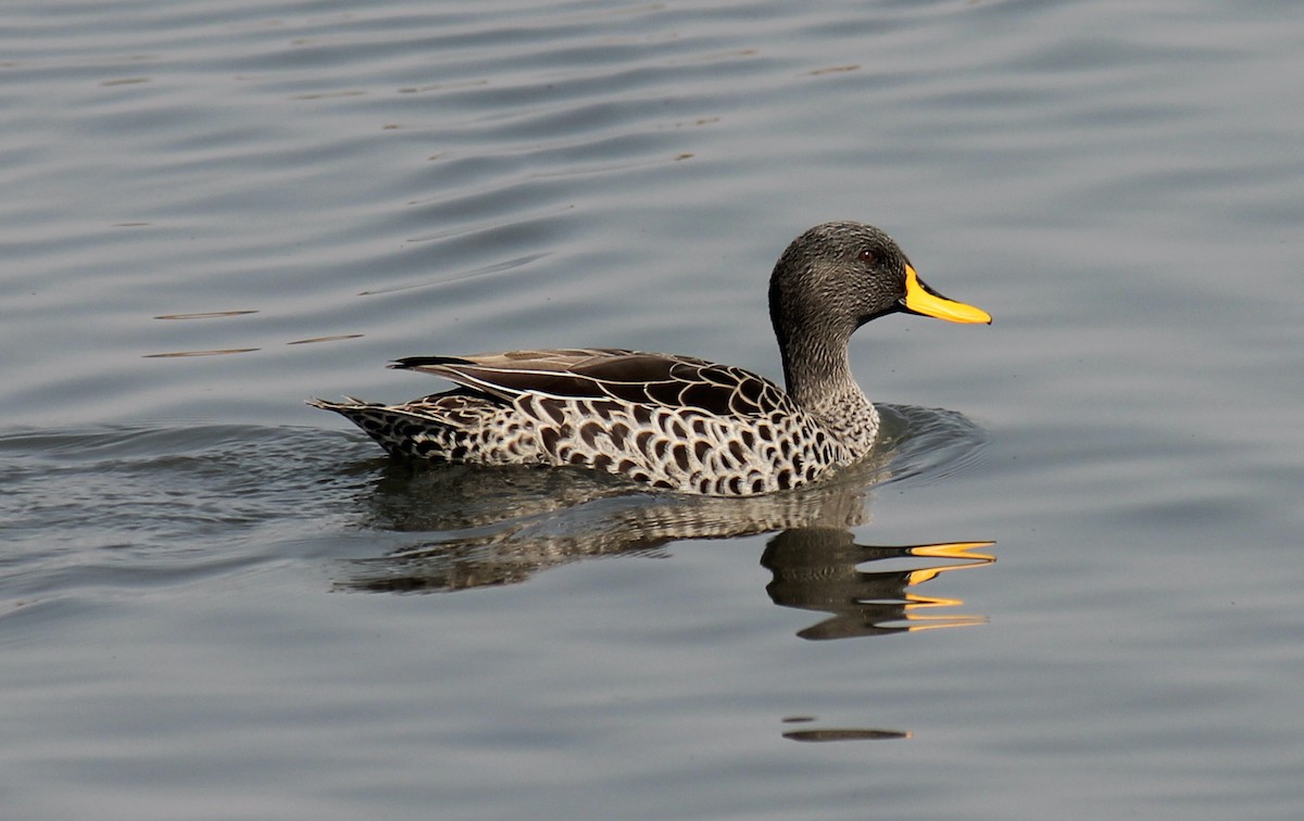 Yellow-billed Duck - Ian McCutcheon