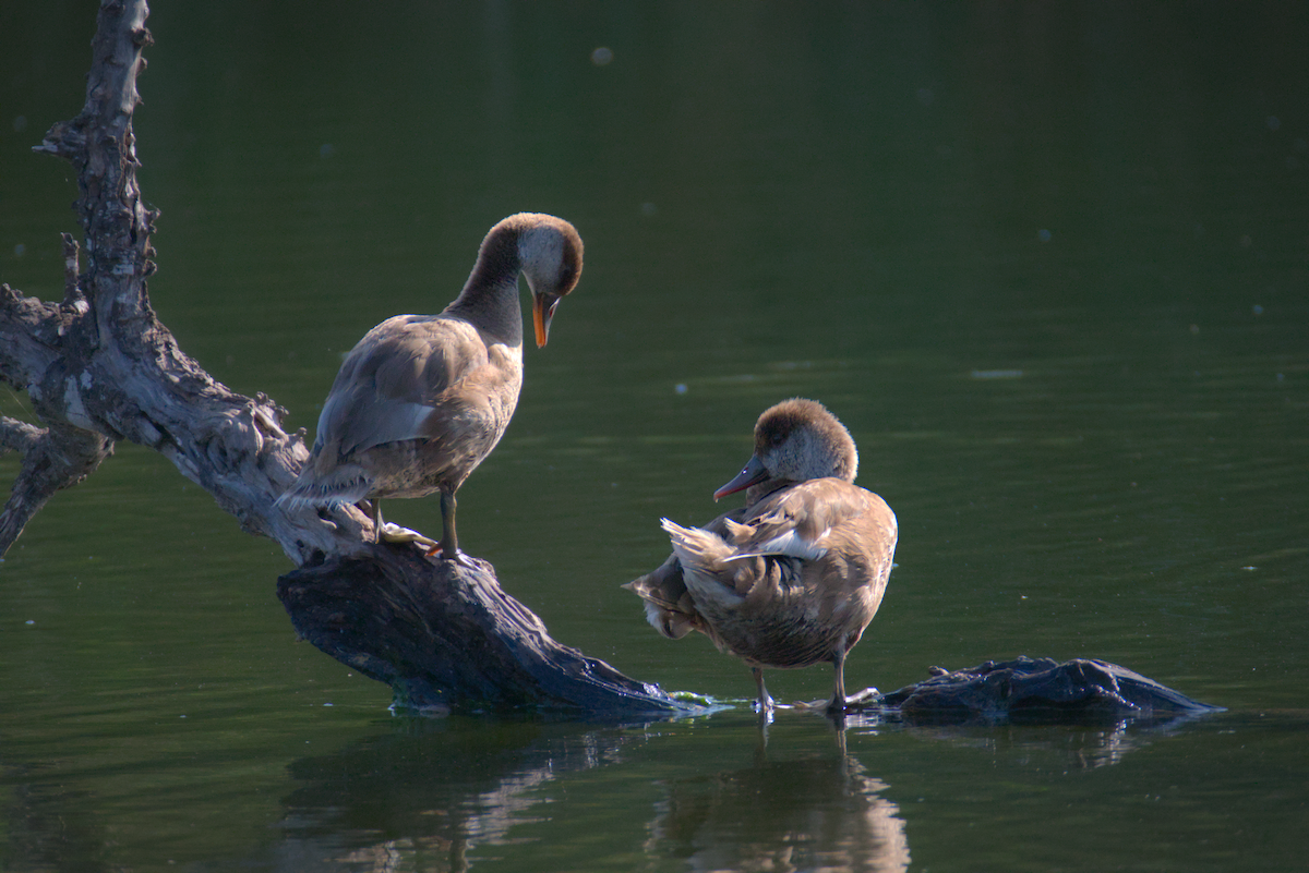 Red-crested Pochard - David Pascual-Hernández