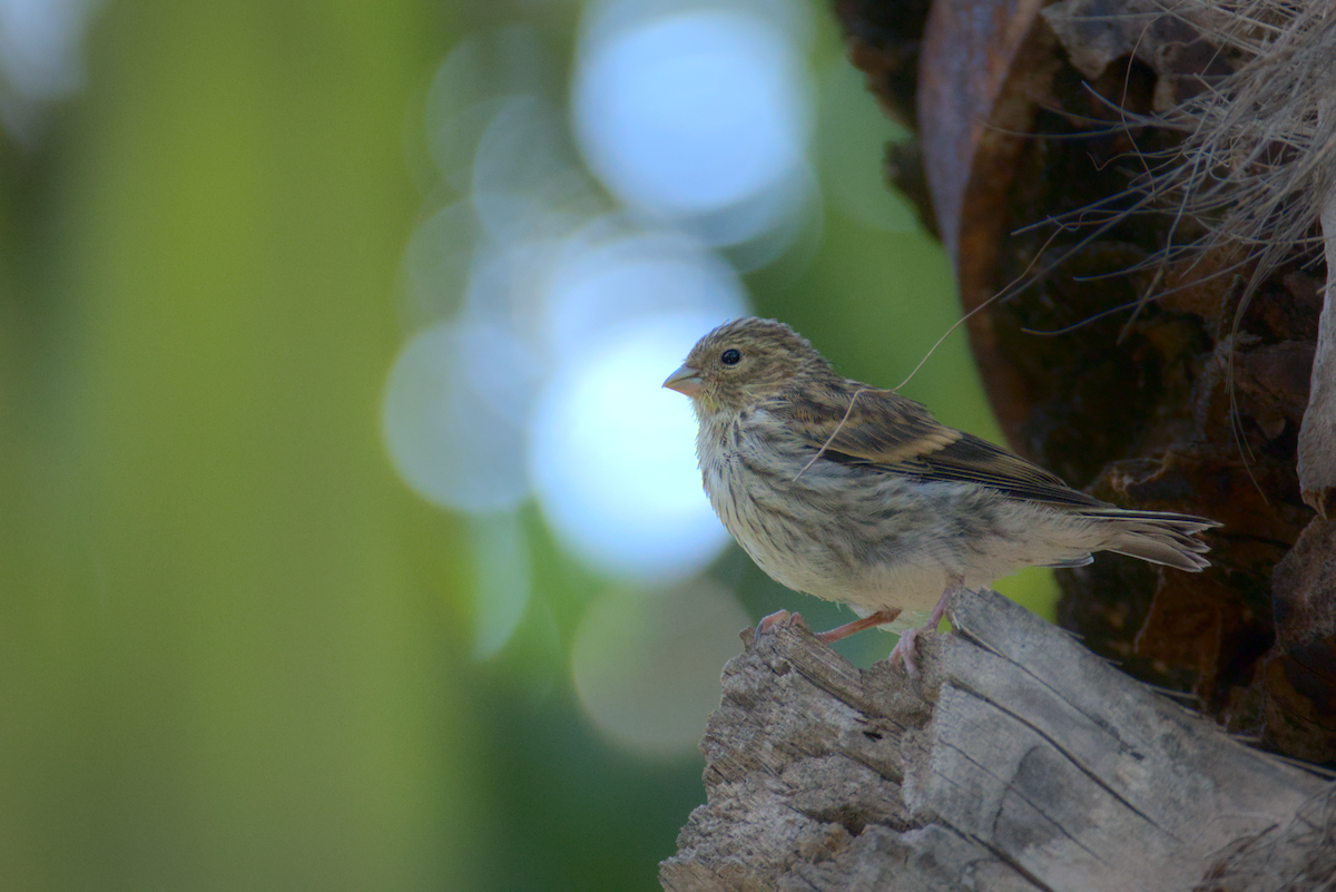 European Serin - David Pascual-Hernández