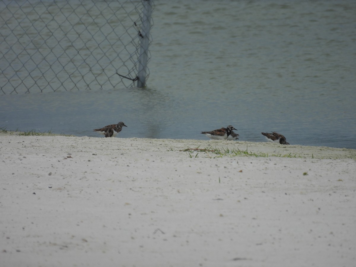 Ruddy Turnstone - ML622161940