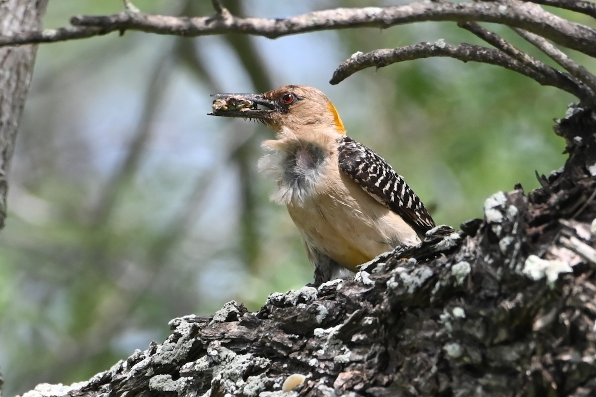 Golden-fronted Woodpecker - ML622161962