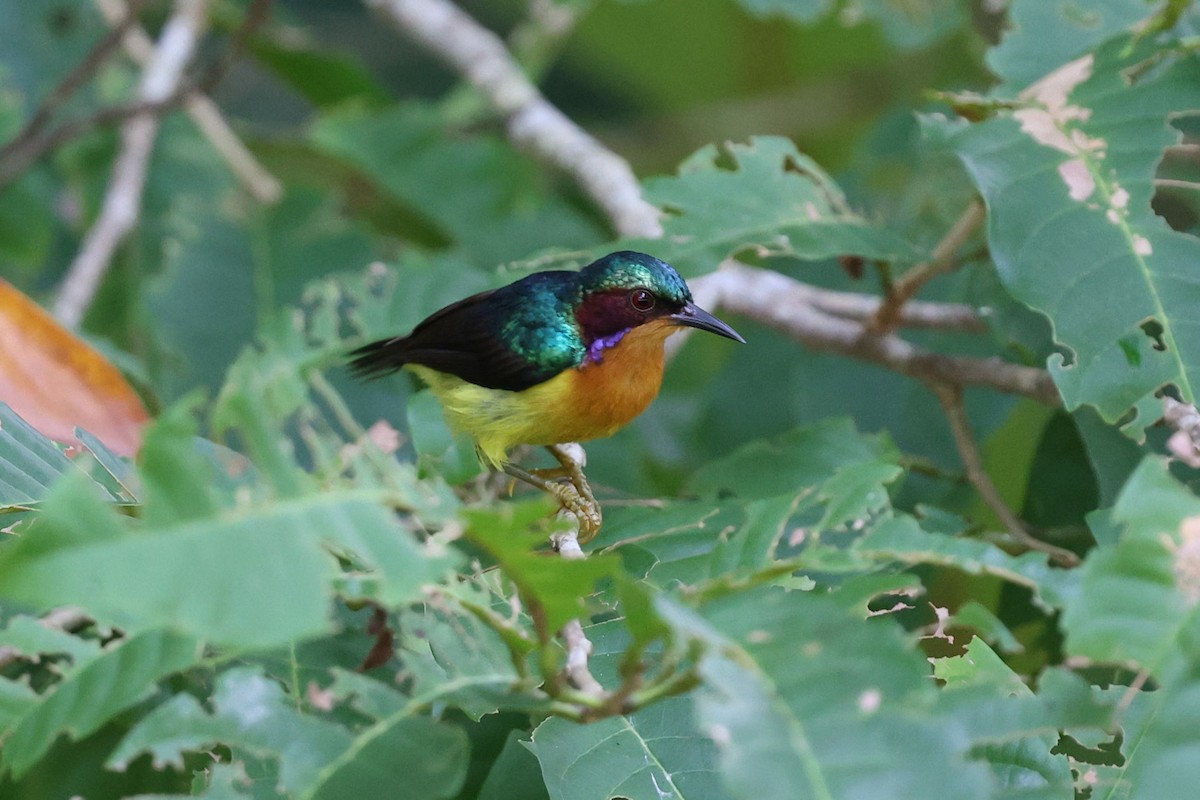 Ruby-cheeked Sunbird - ML622161994