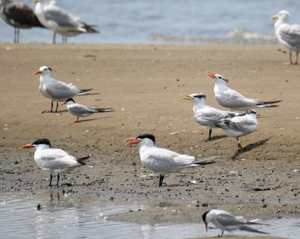 Royal Tern - ML622162018