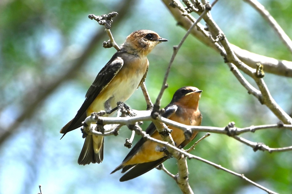 Barn Swallow - ML622162028