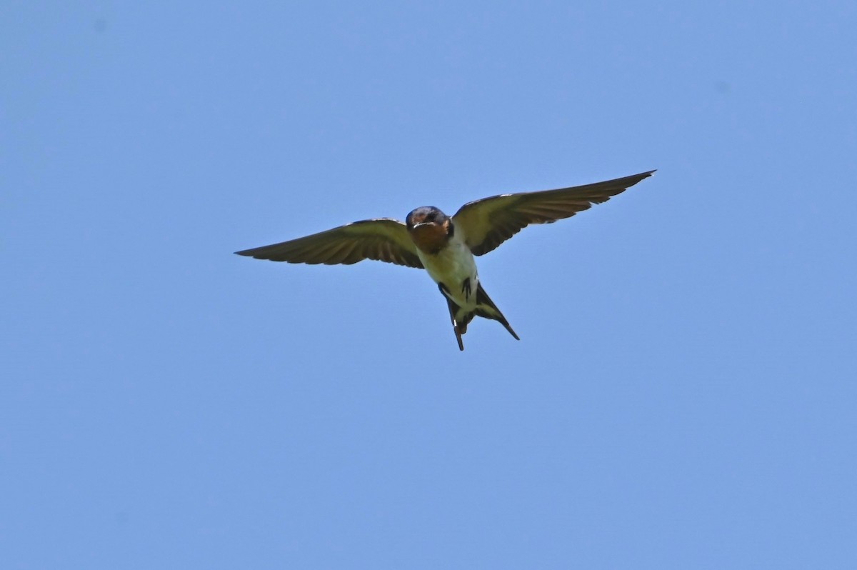 Barn Swallow - ML622162029