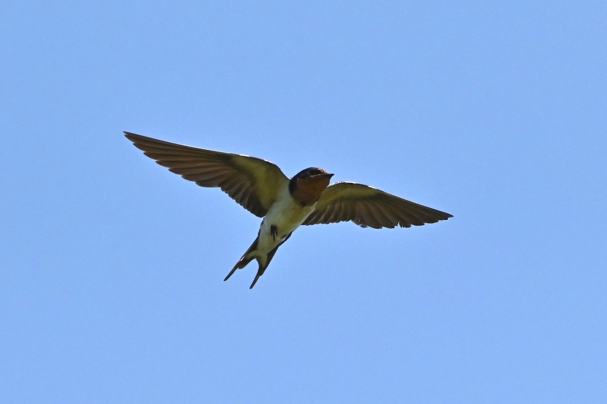 Barn Swallow - ML622162030