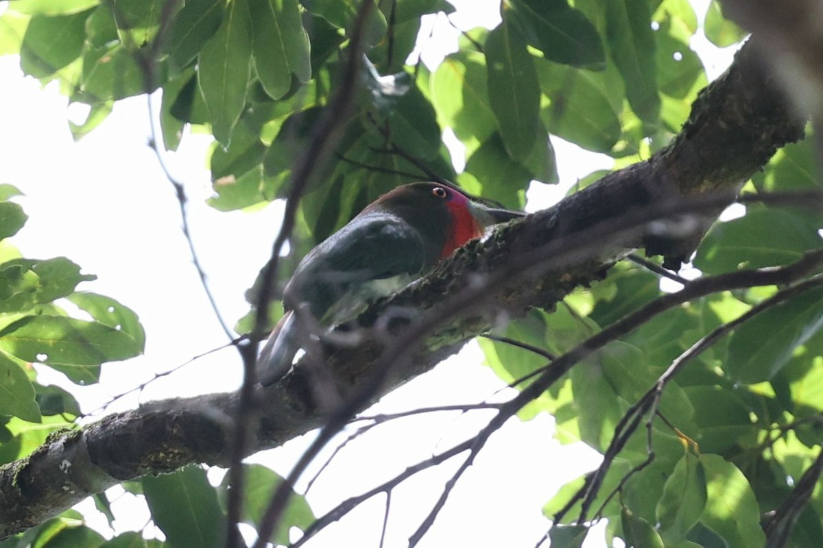 Red-bearded Bee-eater - ML622162036