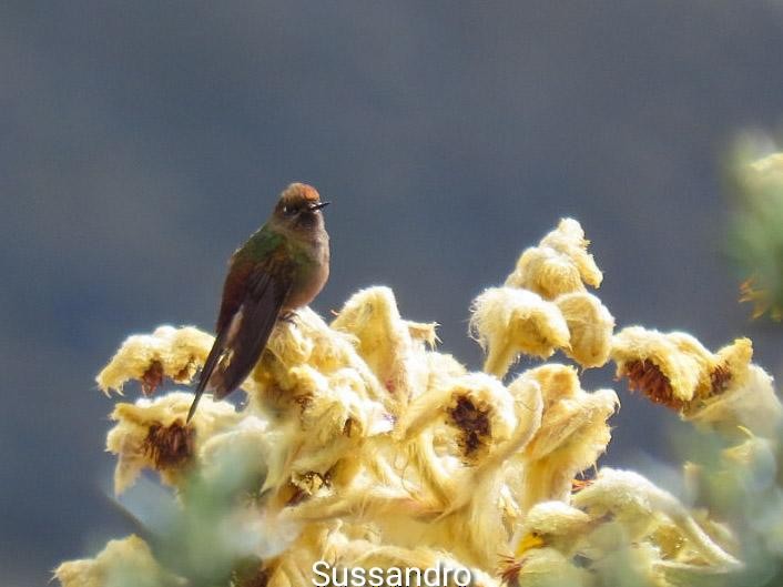 Bronze-tailed Thornbill - ML622162081