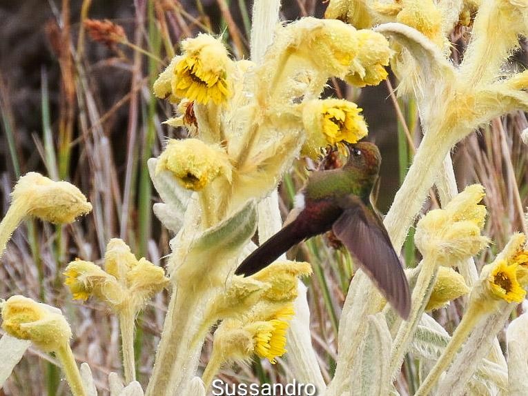 Bronze-tailed Thornbill - ML622162082