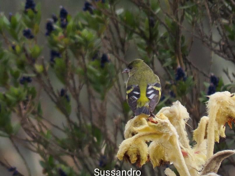 Andean Siskin - SANDRO SUSA