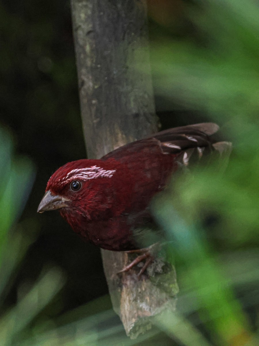 Vinaceous Rosefinch - ML622162175