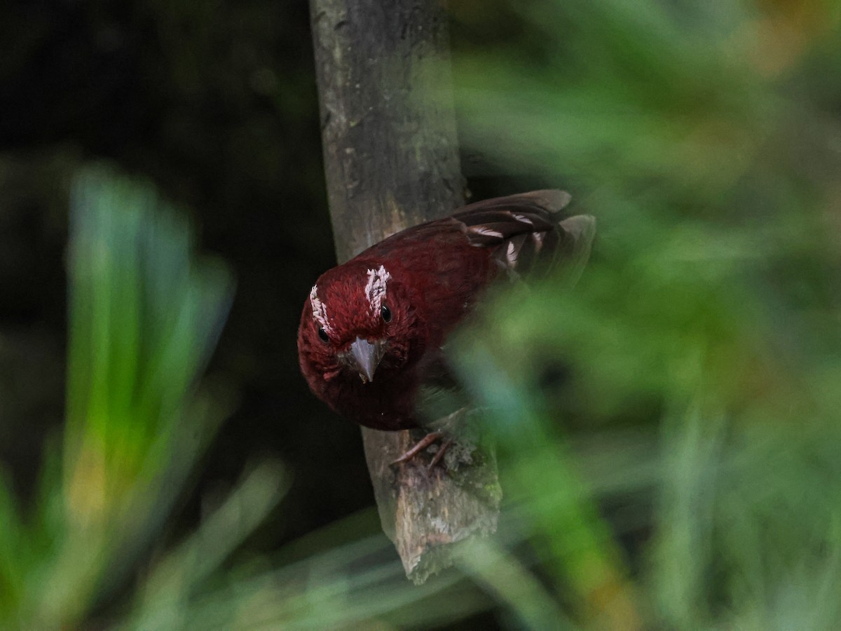 Vinaceous Rosefinch - ML622162178