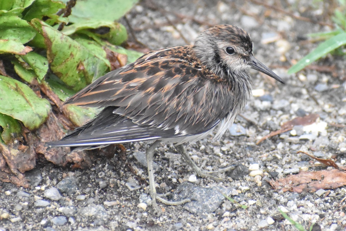 Least Sandpiper - ML622162183