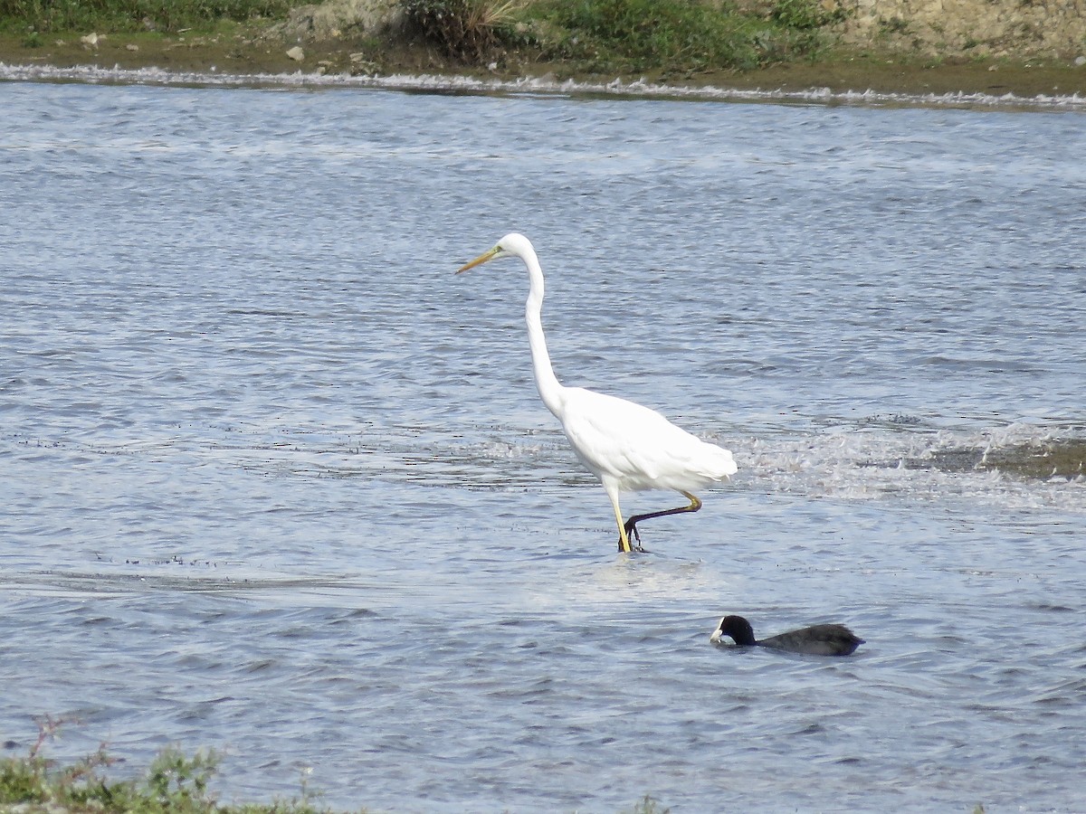 Great Egret - ML622162186