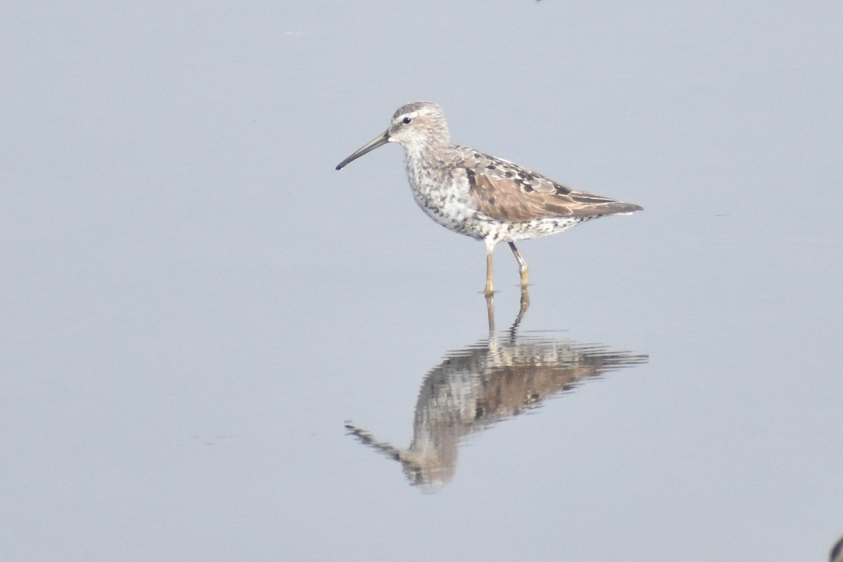 Stilt Sandpiper - ML622162187