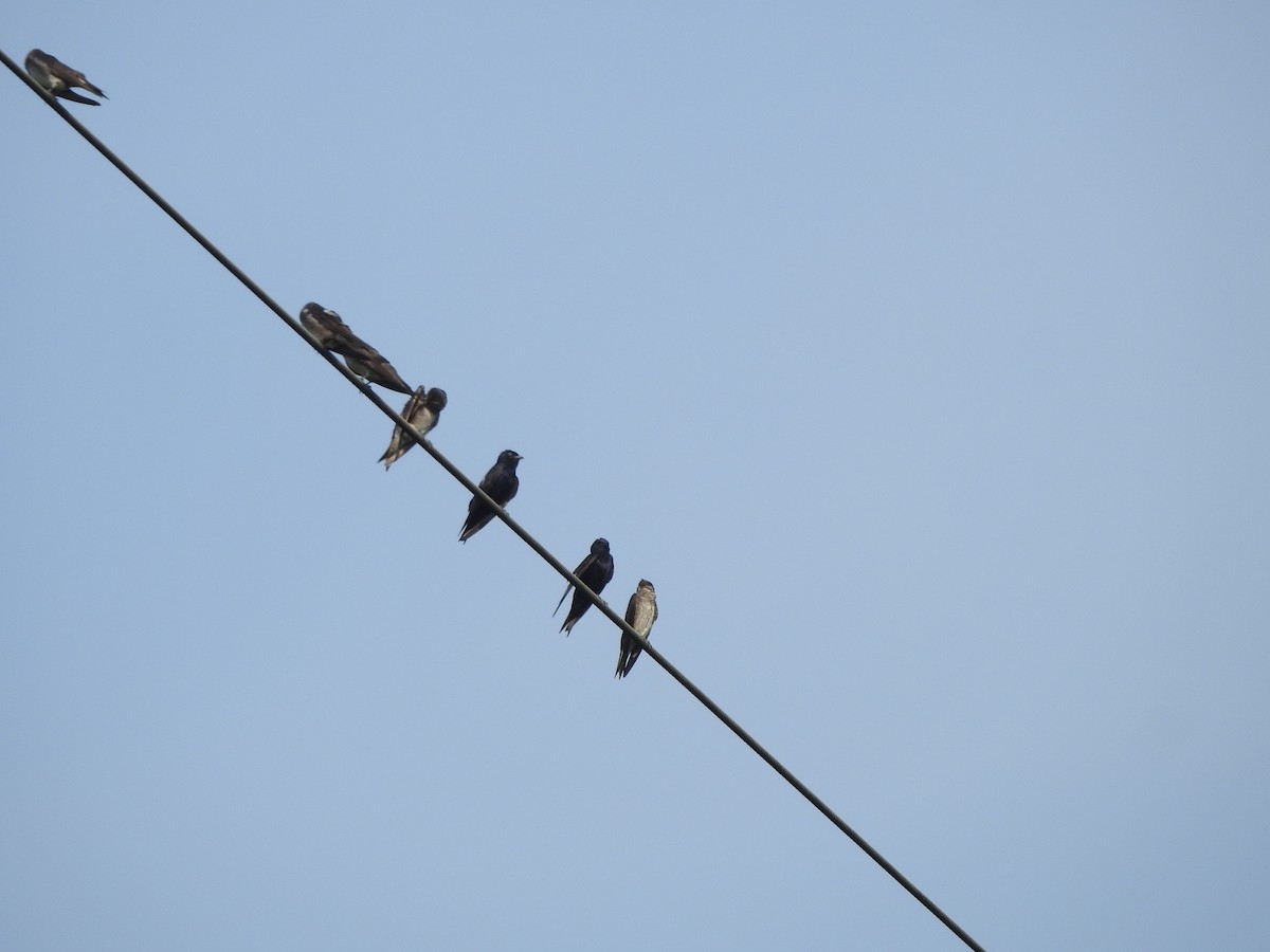 Purple Martin - ML622162188