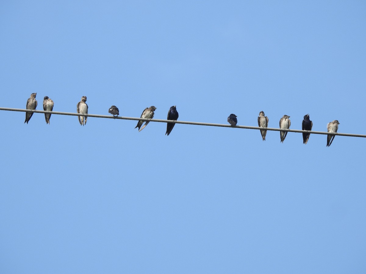 Purple Martin - ML622162189