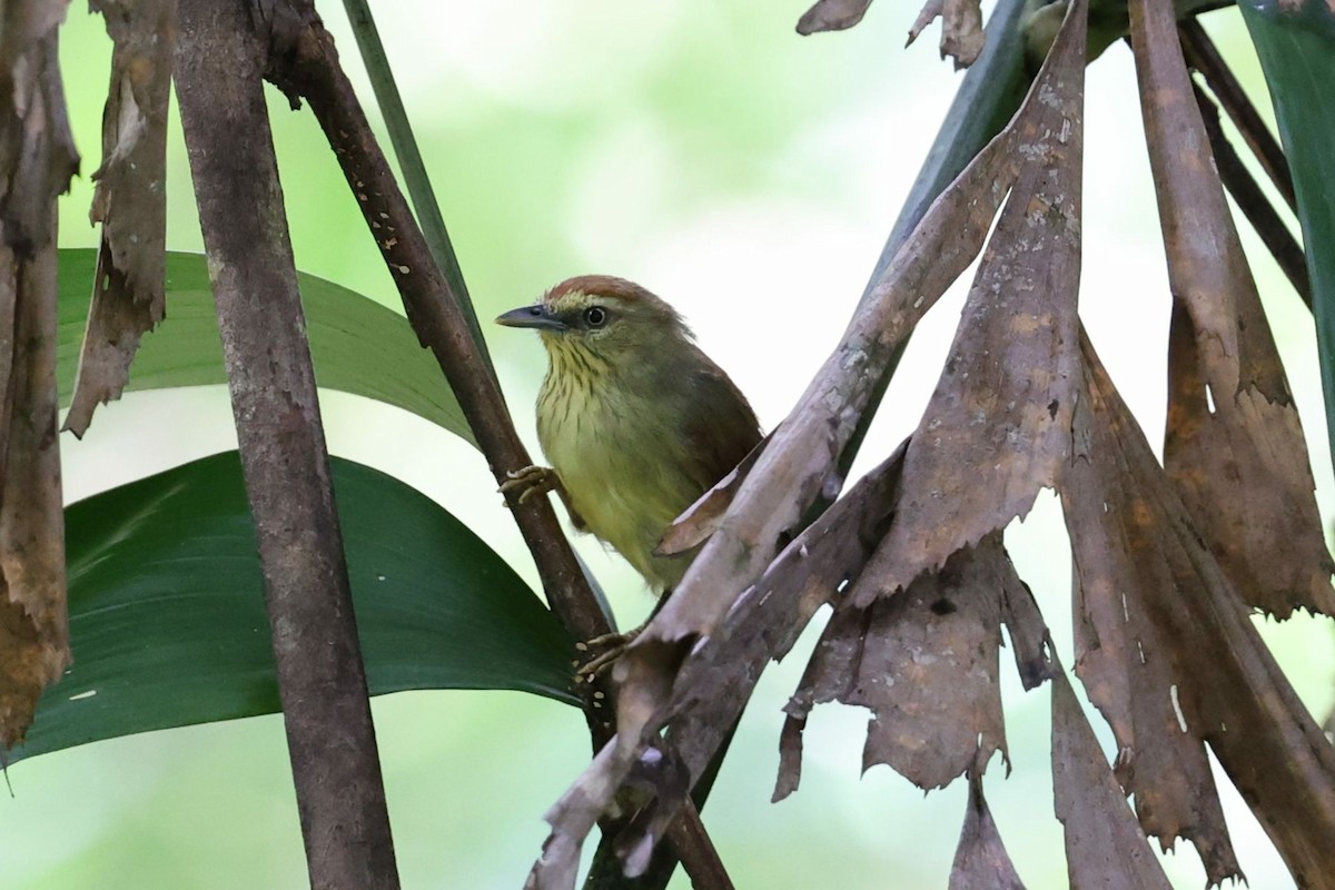 Pin-striped Tit-Babbler - ML622162192