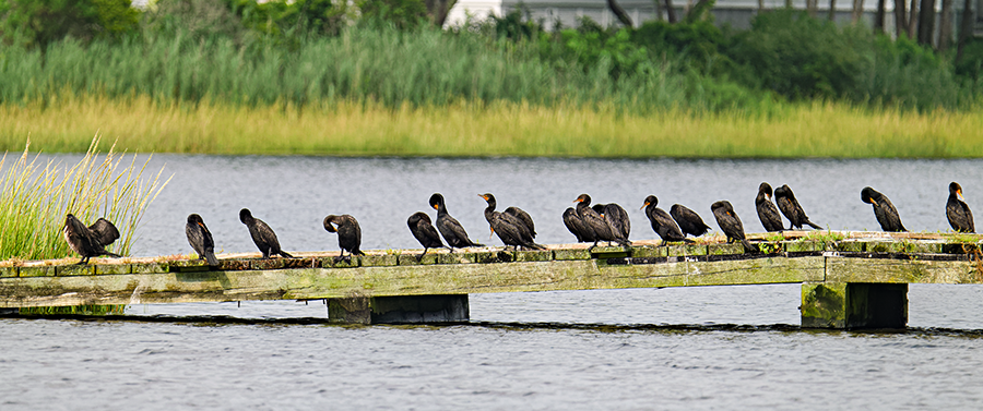 Double-crested Cormorant - ML622162193