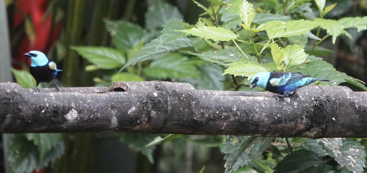 Blue-necked Tanager - ML622162194