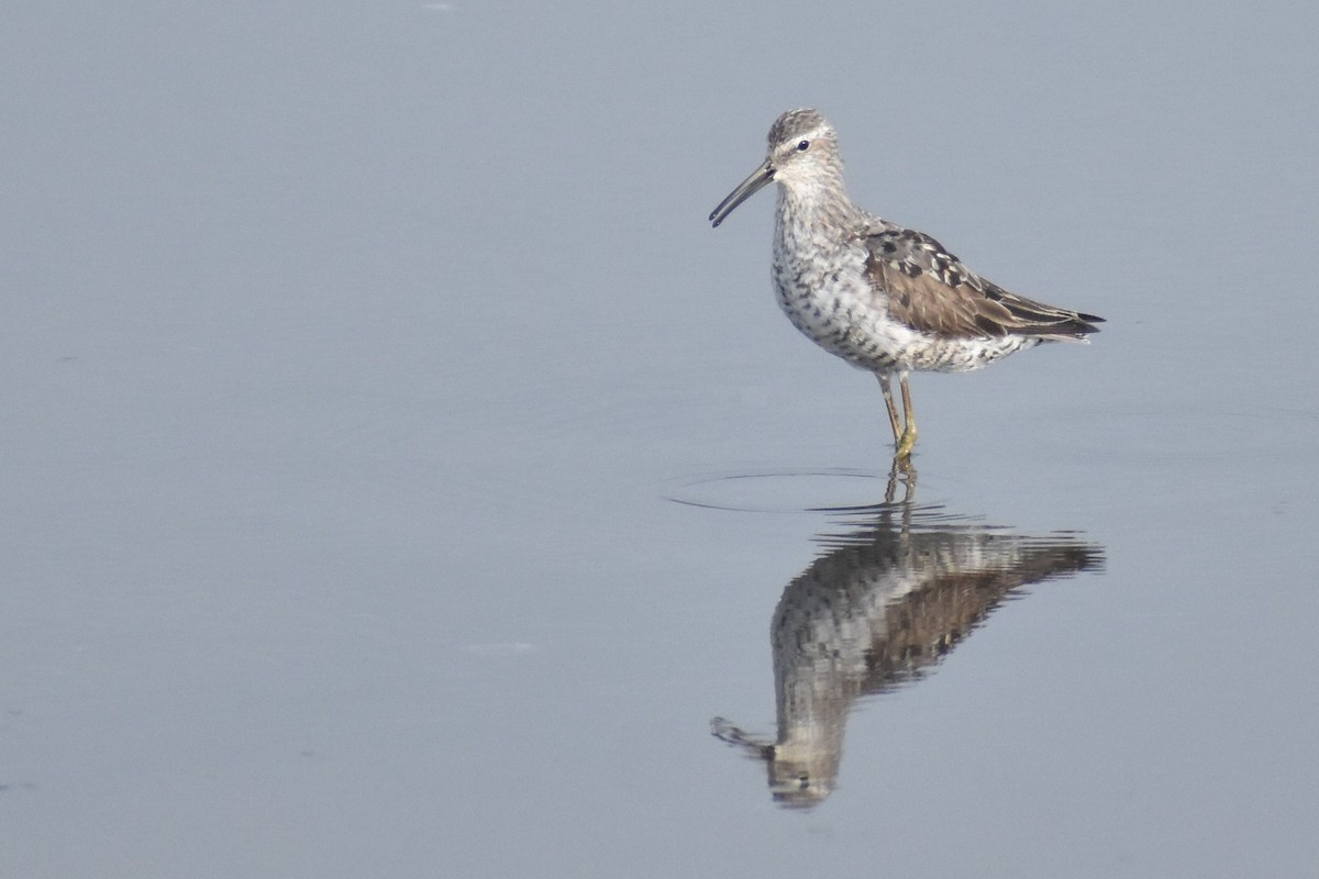 Stilt Sandpiper - ML622162195