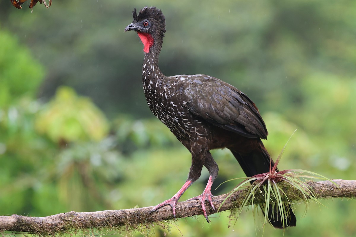 Crested Guan - ML622162196