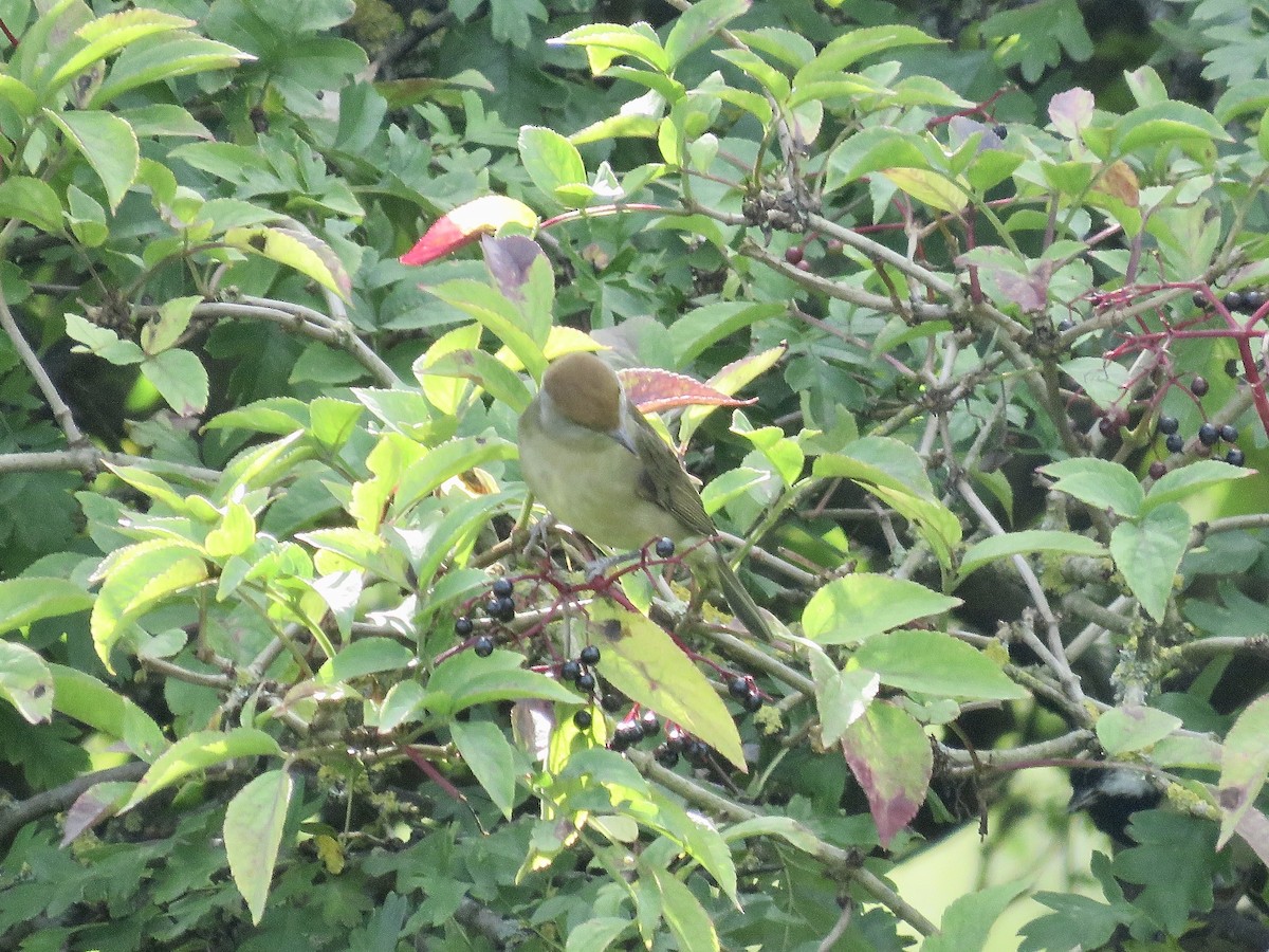 Eurasian Blackcap - ML622162197