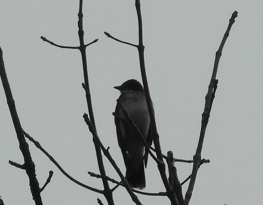 Eastern Kingbird - ML622162198