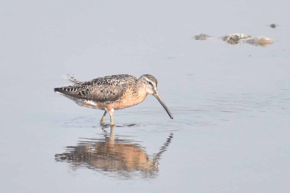 Short-billed Dowitcher - ML622162200