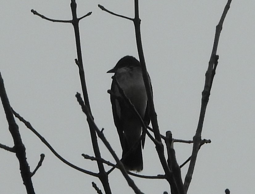 Eastern Kingbird - Fred Garm