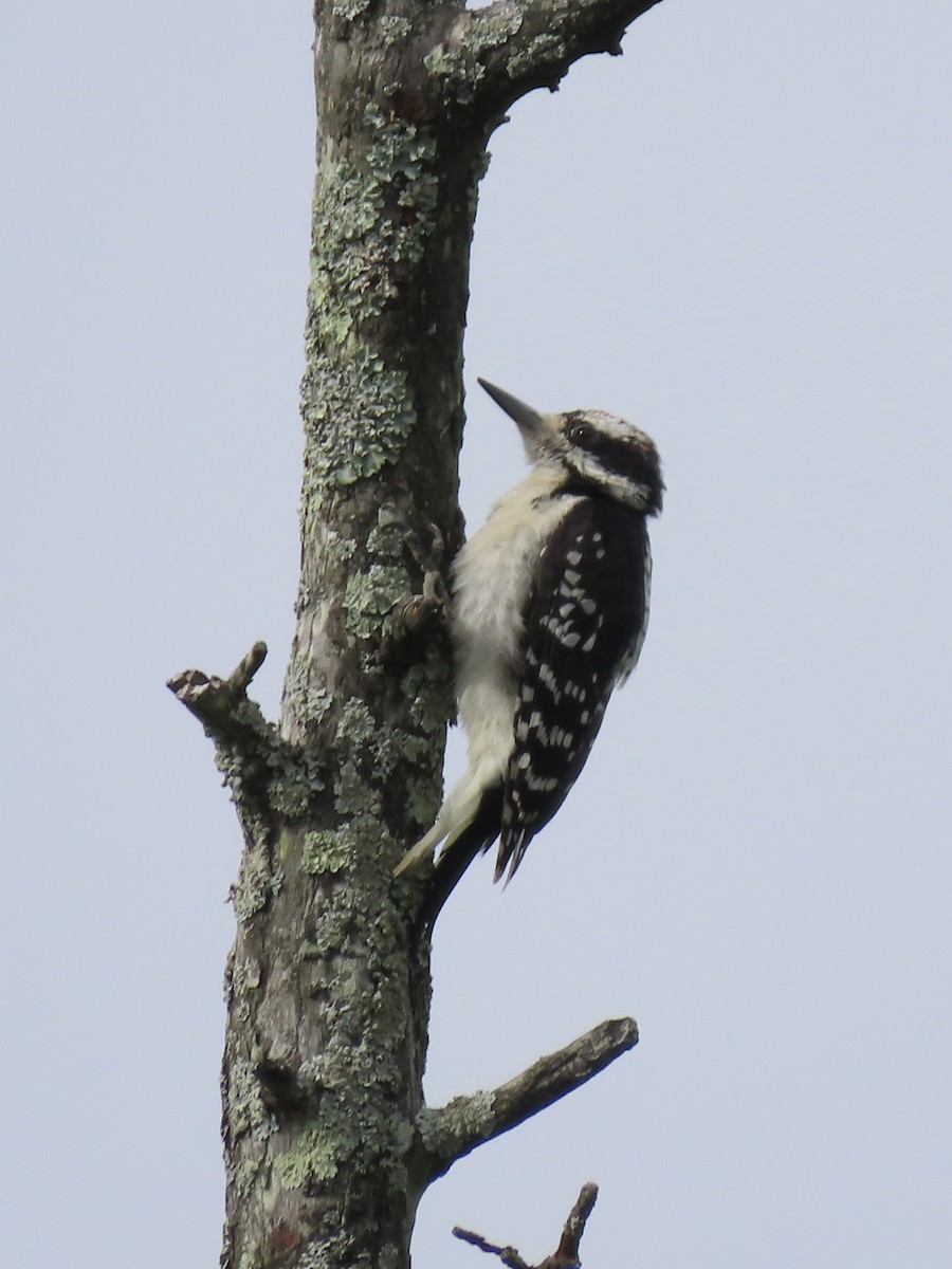 Hairy Woodpecker (Eastern) - ML622162202