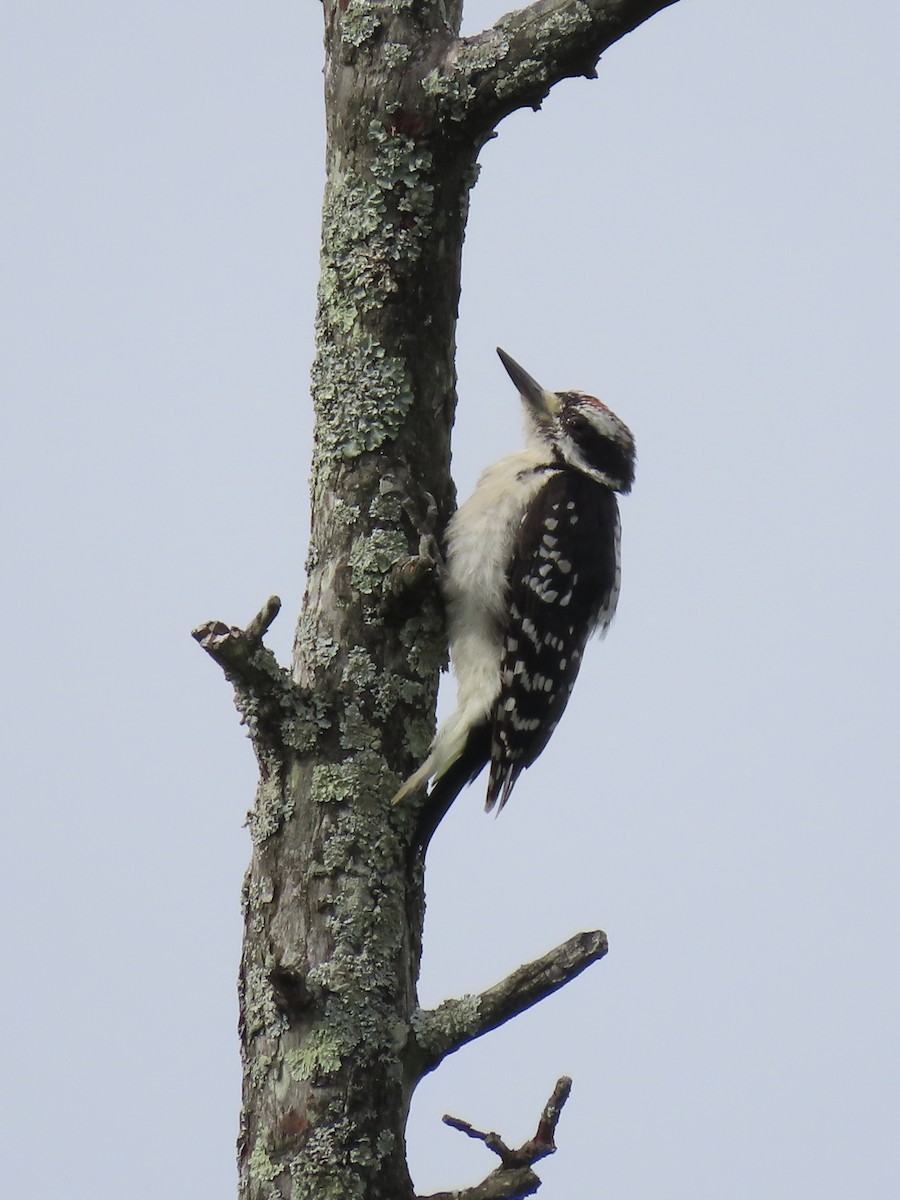 Hairy Woodpecker (Eastern) - ML622162203
