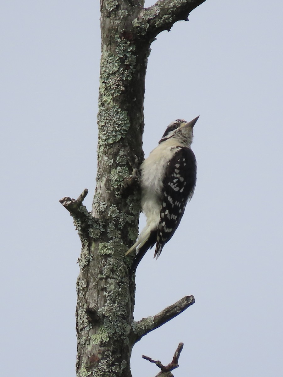 Hairy Woodpecker (Eastern) - ML622162205