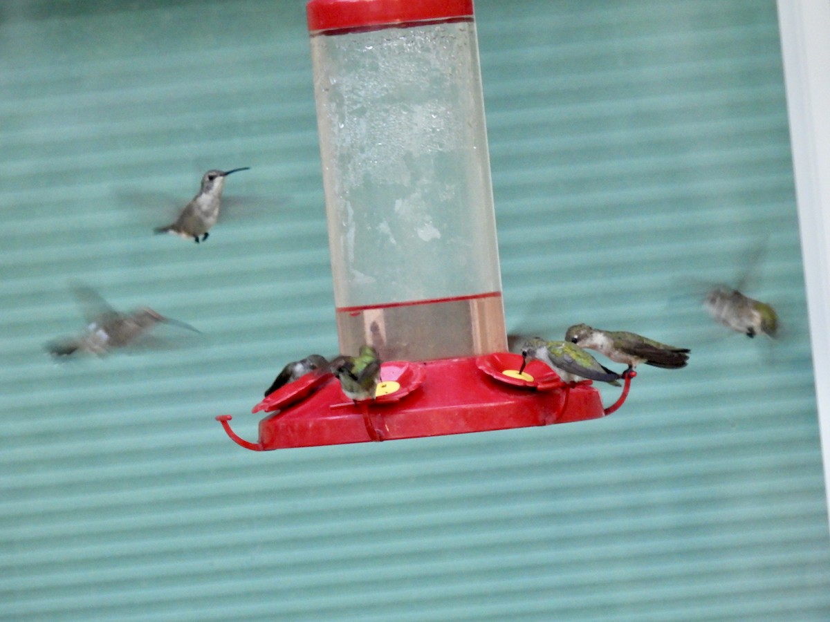 Black-chinned Hummingbird - ML622162210
