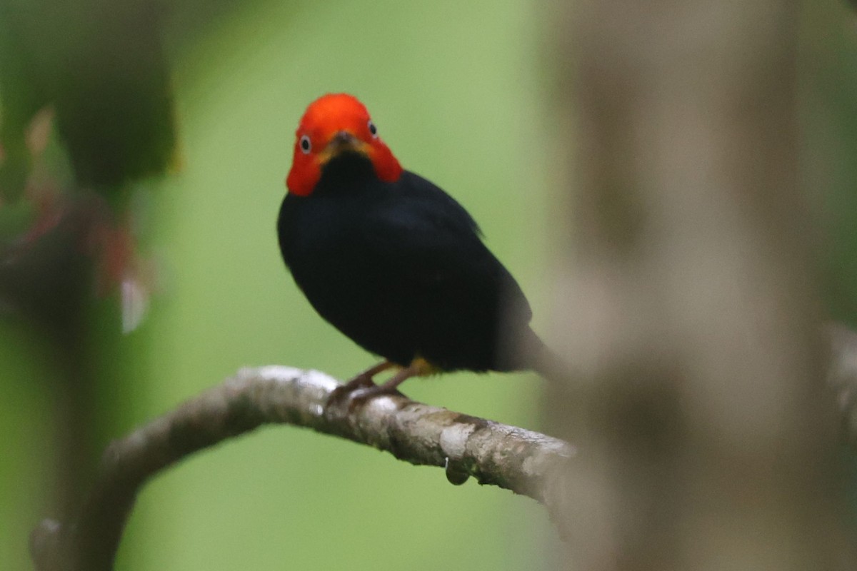 Red-capped Manakin - ML622162213