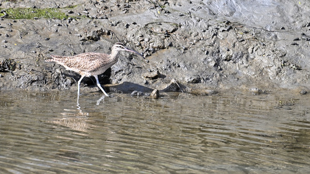 Whimbrel - ML622162214