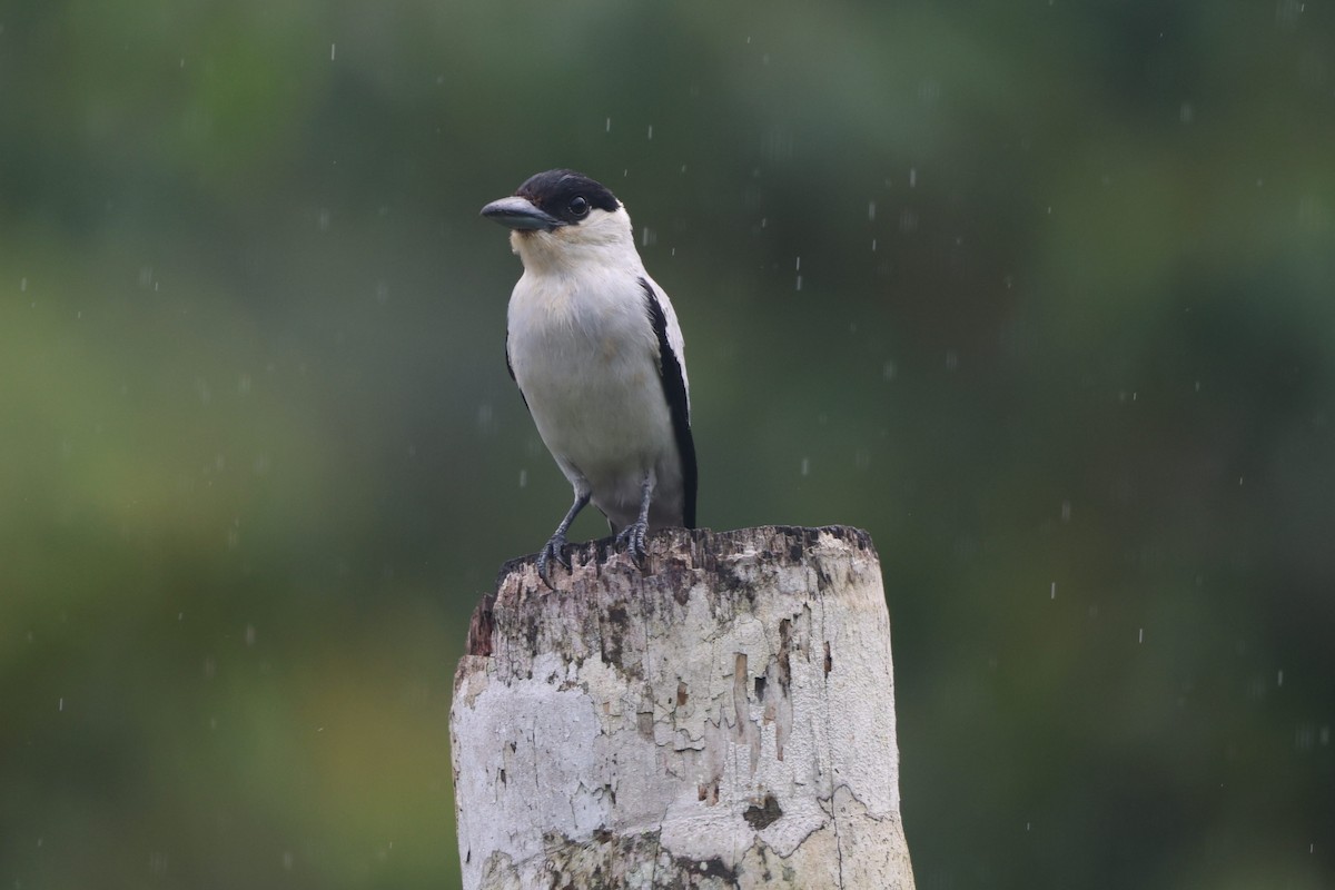 Black-crowned Tityra - ML622162215