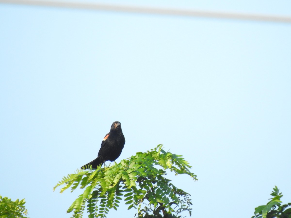 Red-winged Blackbird - ML622162217
