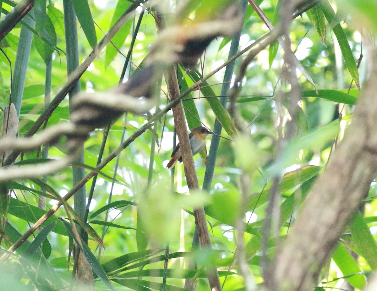 Palawan Flycatcher - ML622162218