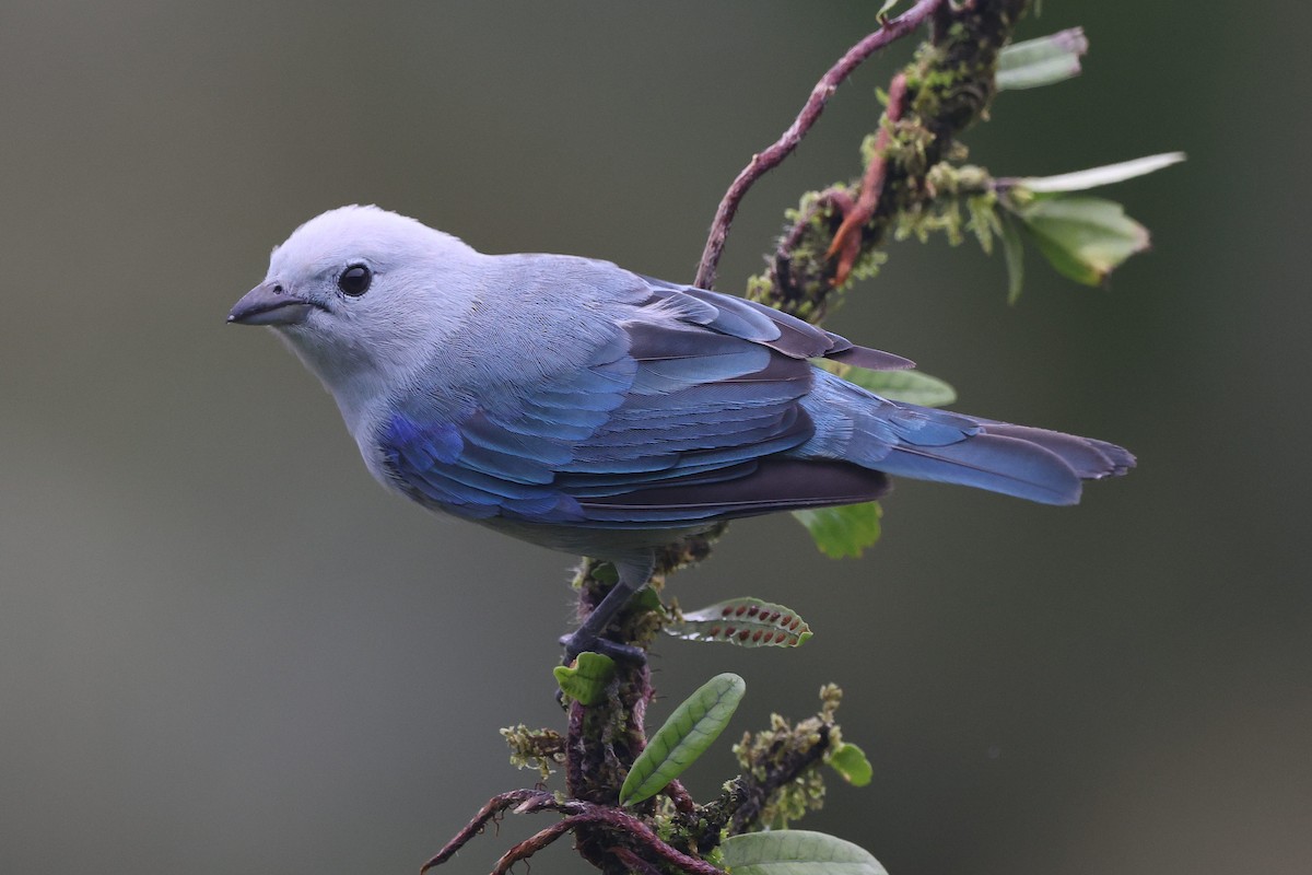 Blue-gray Tanager - ML622162219