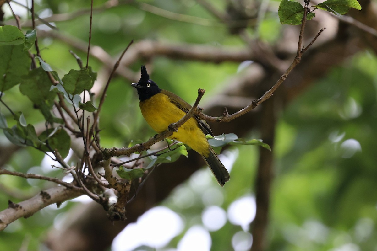 Black-crested Bulbul - ML622162301