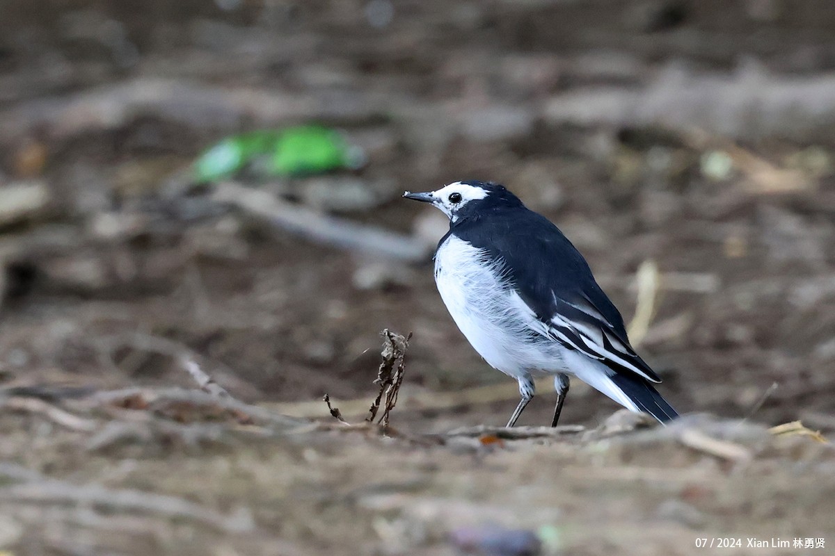 White Wagtail (Hodgson's) - ML622162339